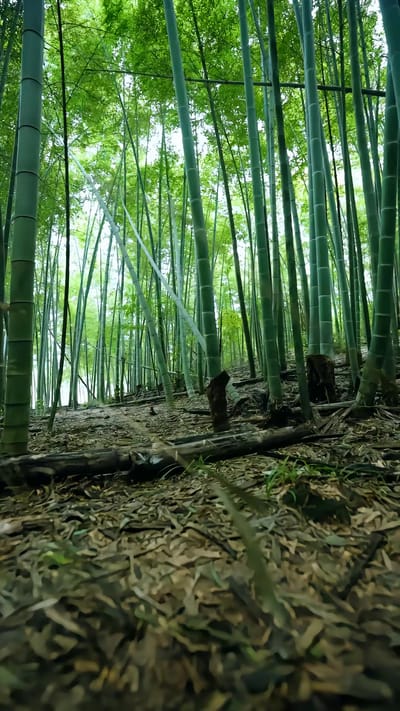 《白蛇咒》剧照