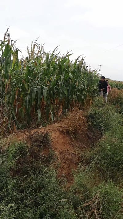 《蜜獾驚魂》劇照
