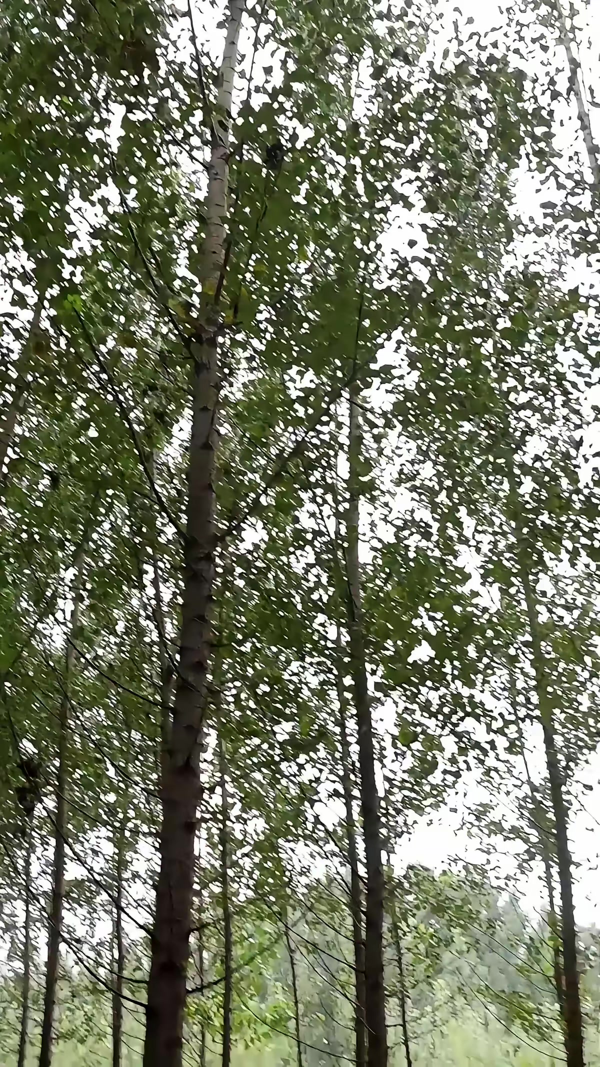 《蜜獾惊魂》剧照