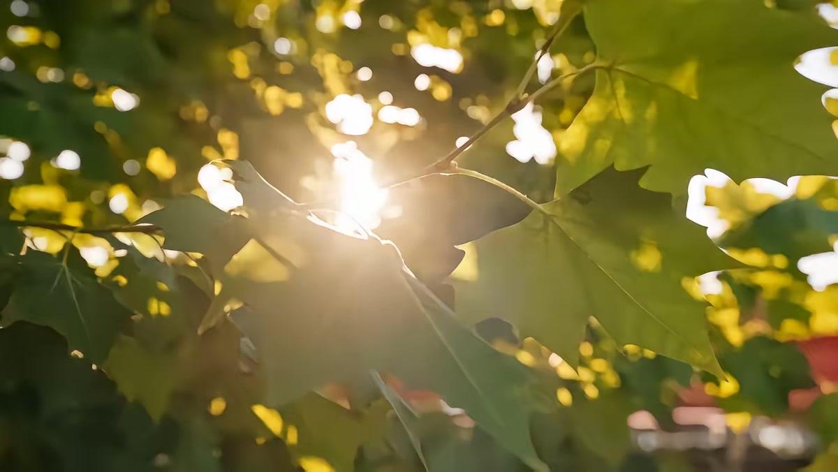 《夕陽紅頂流，大爺大媽助我樂壇封神第二季》劇照