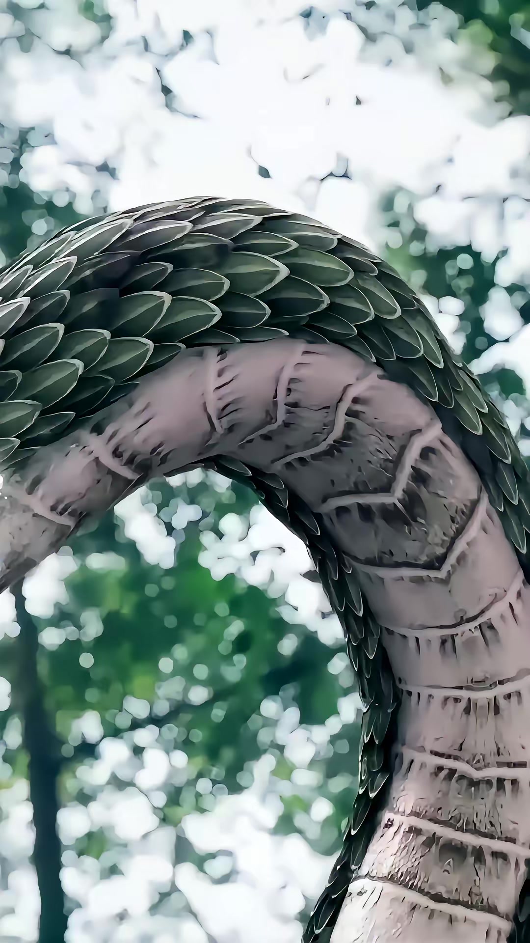《金剛大戰巨蟒》劇照