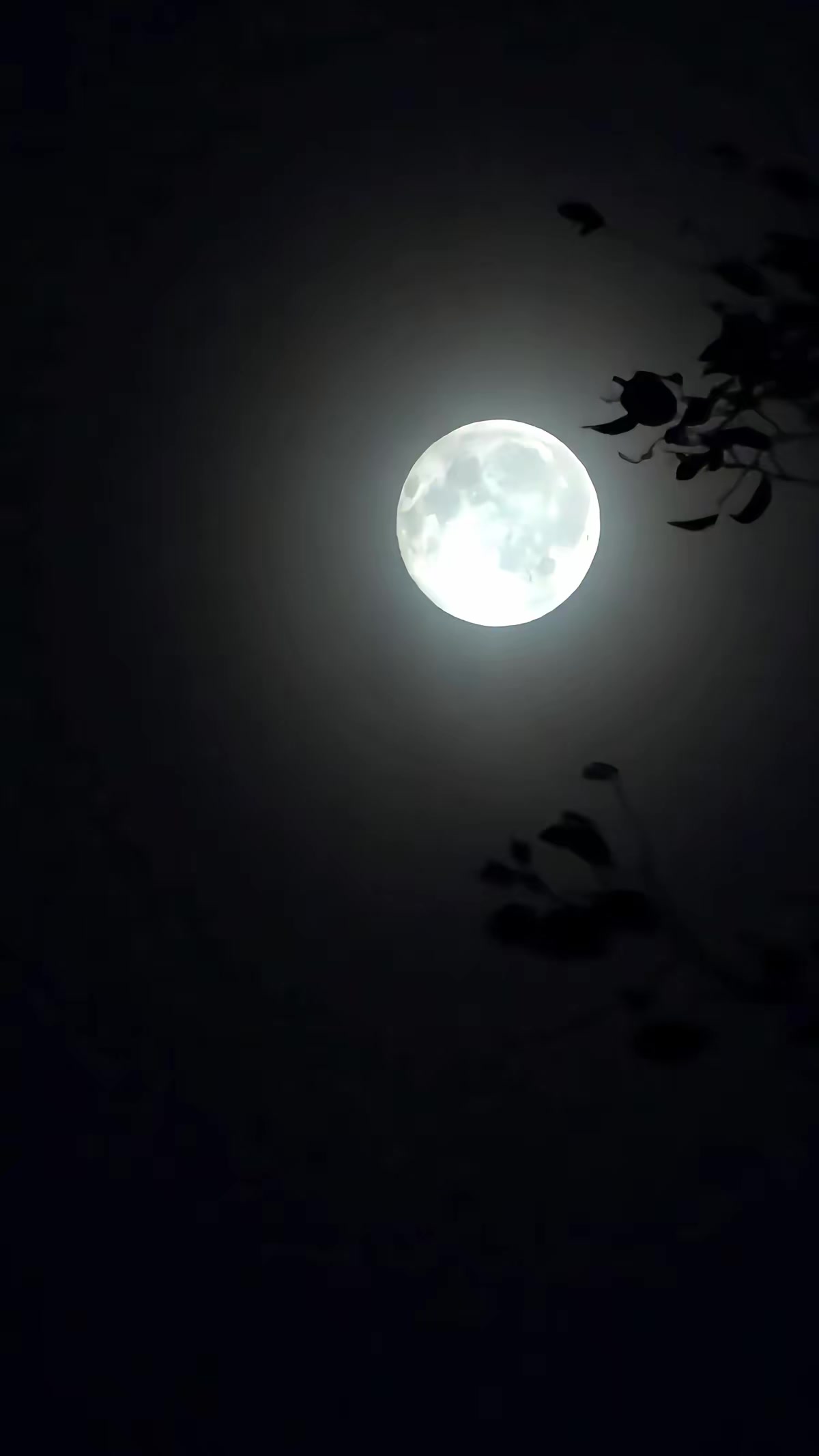 《蜜獾惊魂》剧照