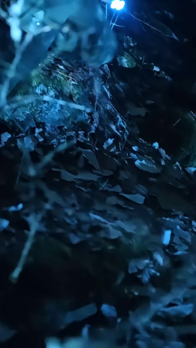 《人面熊危機》劇照