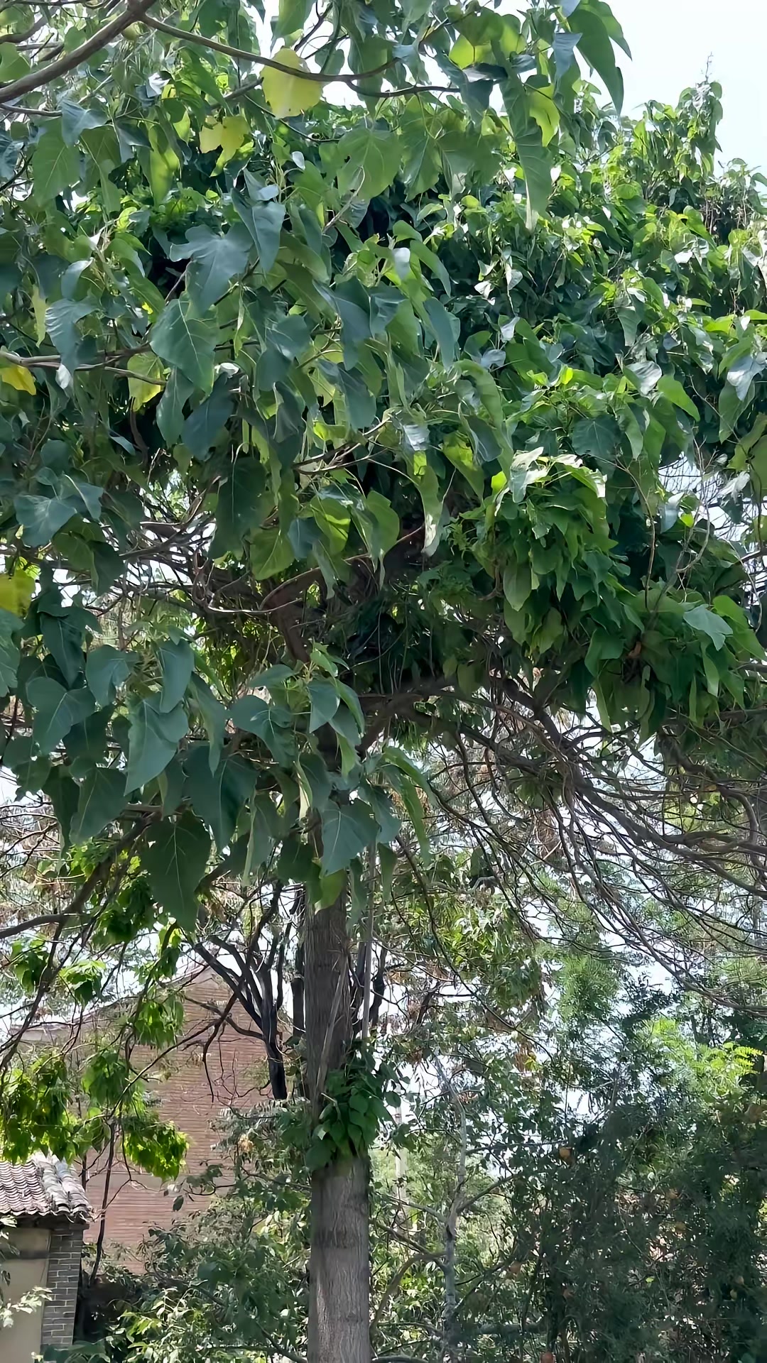 《向阳花》剧照