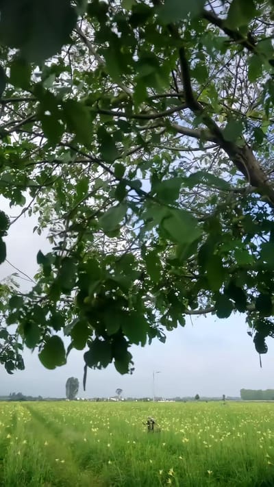 《草心难全》剧照