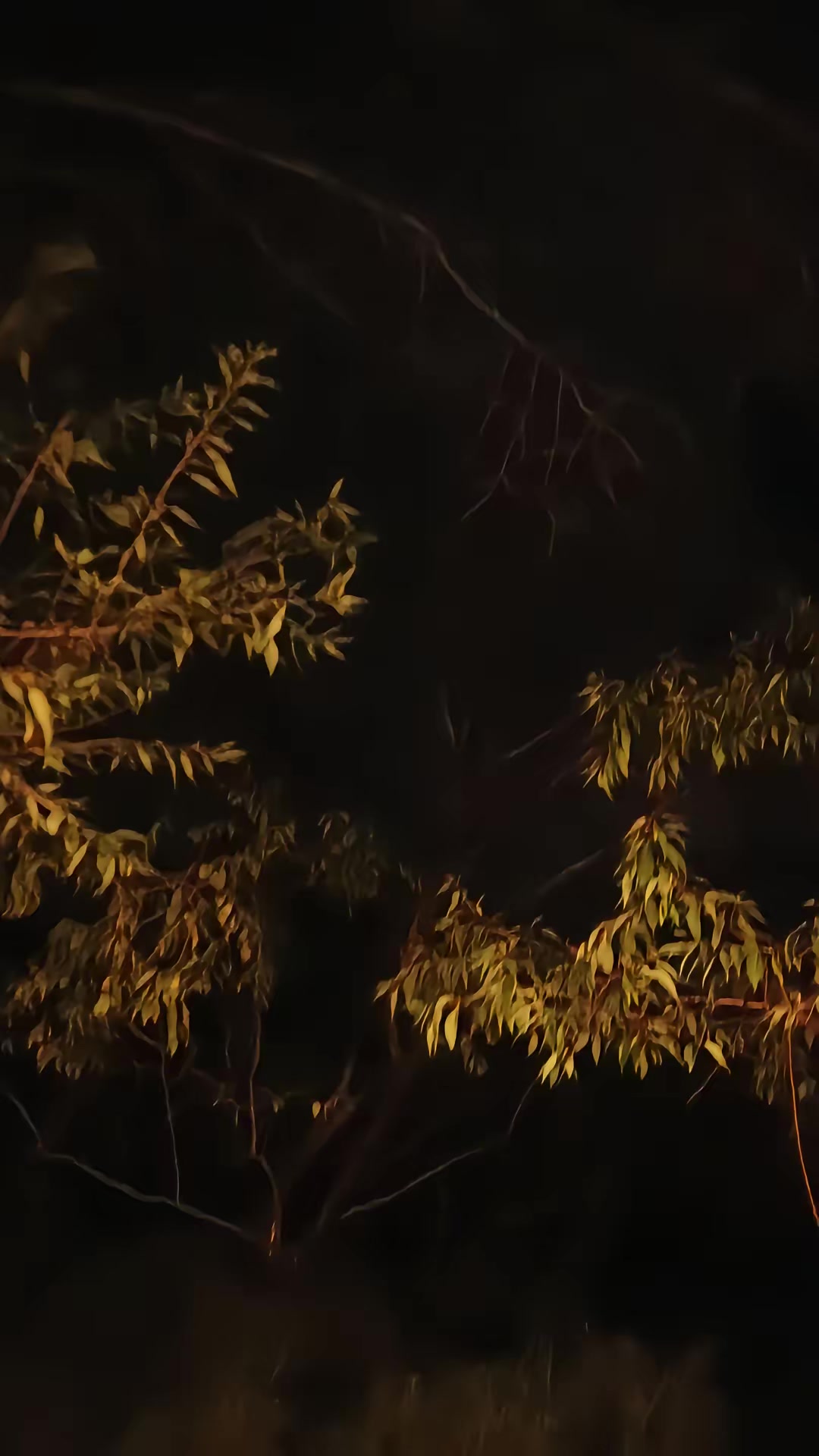 《狐鬧》劇照